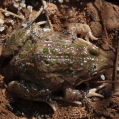 Limnodynastes tasmaniensis (Spotted Grass Frog) at Franklin Grassland Reserve - 12 Apr 2021 by AndrewZelnik
