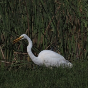 Ardea alba at Franklin, ACT - 12 Apr 2021