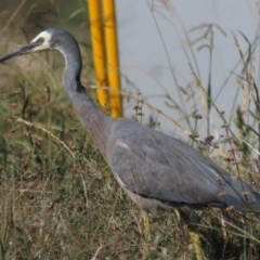 Egretta novaehollandiae (White-faced Heron) at Budjan Galindji (Franklin Grassland) Reserve - 12 Apr 2021 by AndrewZelnik