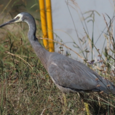 Egretta novaehollandiae (White-faced Heron) at Budjan Galindji (Franklin Grassland) Reserve - 12 Apr 2021 by AndyRoo