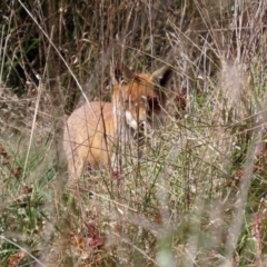 Vulpes vulpes (Red Fox) at Jerrabomberra Wetlands - 16 Apr 2021 by RodDeb