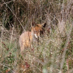 Vulpes vulpes at Fyshwick, ACT - 16 Apr 2021