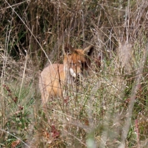 Vulpes vulpes at Fyshwick, ACT - 16 Apr 2021