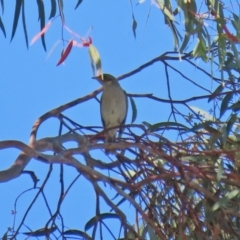 Ptilotula fusca (Fuscous Honeyeater) at Fyshwick, ACT - 16 Apr 2021 by RodDeb