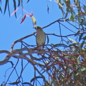 Ptilotula fusca at Fyshwick, ACT - 16 Apr 2021