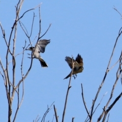 Cracticus torquatus (Grey Butcherbird) at Fyshwick, ACT - 16 Apr 2021 by RodDeb