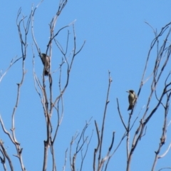 Cracticus torquatus at Fyshwick, ACT - 16 Apr 2021