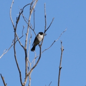 Cracticus torquatus at Fyshwick, ACT - 16 Apr 2021