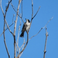 Cracticus torquatus at Fyshwick, ACT - 16 Apr 2021