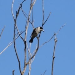 Cracticus torquatus at Fyshwick, ACT - 16 Apr 2021