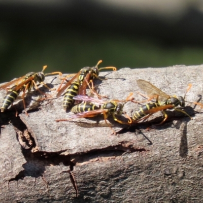 Polistes (Polistes) chinensis (Asian paper wasp) at Jerrabomberra Wetlands - 16 Apr 2021 by RodDeb