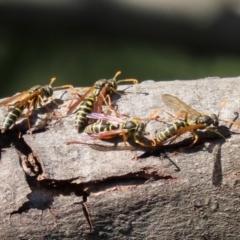 Polistes (Polistes) chinensis (Asian paper wasp) at Fyshwick, ACT - 16 Apr 2021 by RodDeb