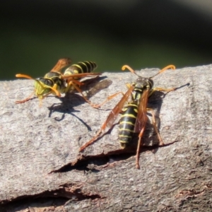 Polistes (Polistes) chinensis at Fyshwick, ACT - 16 Apr 2021