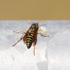 Polistes (Polistes) chinensis at Fyshwick, ACT - 16 Apr 2021