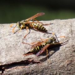 Polistes (Polistes) chinensis at Fyshwick, ACT - 16 Apr 2021