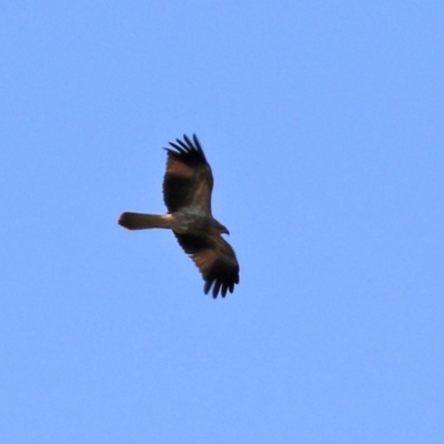 Haliastur sphenurus (Whistling Kite) at Fyshwick Sewerage Treatment Plant - 16 Apr 2021 by RodDeb