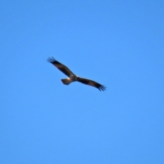 Haliastur sphenurus at Fyshwick Sewerage Treatment Plant - 16 Apr 2021 12:35 PM