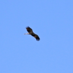 Haliastur sphenurus at Fyshwick Sewerage Treatment Plant - 16 Apr 2021 12:35 PM