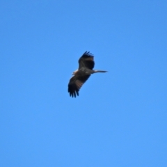 Haliastur sphenurus at Fyshwick Sewerage Treatment Plant - 16 Apr 2021 12:35 PM