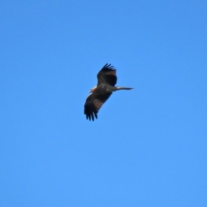 Haliastur sphenurus at Fyshwick Sewerage Treatment Plant - 16 Apr 2021 12:35 PM