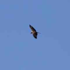 Haliastur sphenurus at Fyshwick Sewerage Treatment Plant - 16 Apr 2021 12:35 PM