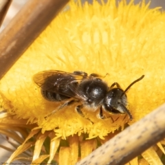 Lasioglossum (Chilalictus) lanarium (Halictid bee) at Black Mountain - 16 Apr 2021 by Roger