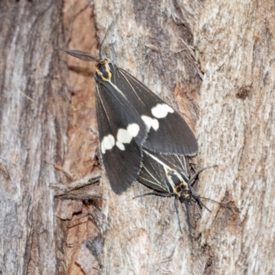 Nyctemera amicus (Senecio Moth, Magpie Moth, Cineraria Moth) at Acton, ACT - 14 Apr 2021 by WHall