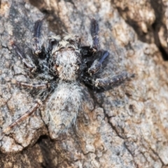 Servaea sp. (genus) (Unidentified Servaea jumping spider) at Acton, ACT - 14 Apr 2021 by WHall