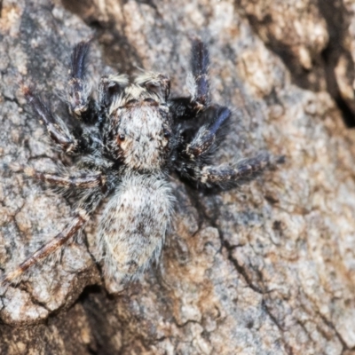Servaea sp. (genus) (Unidentified Servaea jumping spider) at Acton, ACT - 14 Apr 2021 by WHall