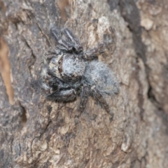 Servaea sp. (genus) at Acton, ACT - 14 Apr 2021