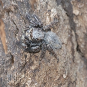 Servaea sp. (genus) at Acton, ACT - 14 Apr 2021 02:41 PM