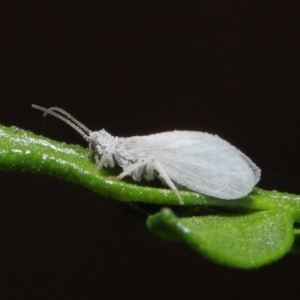 Coniopterygidae (family) at Downer, ACT - 16 Apr 2021