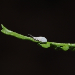 Coniopterygidae (family) at Downer, ACT - 16 Apr 2021