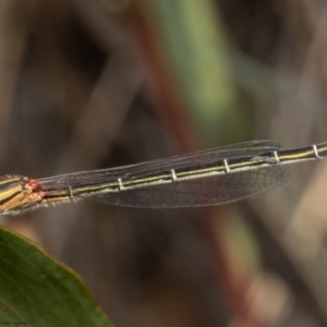 Xanthagrion erythroneurum at Downer, ACT - 16 Apr 2021