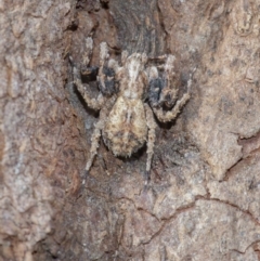 Stephanopis sp. (genus) (Knobbly crab spider) at Acton, ACT - 14 Apr 2021 by WHall