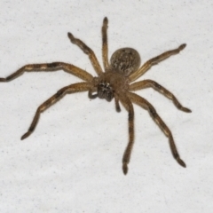 Neosparassus sp. (genus) (Unidentified Badge huntsman) at QPRC LGA - 12 Apr 2021 by WHall