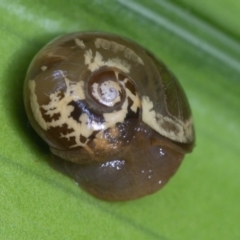 Mysticarion porrectus (Golden Semi-slug) at Acton, ACT - 14 Apr 2021 by WHall