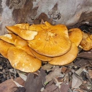 Gymnopilus junonius at Acton, ACT - 14 Apr 2021