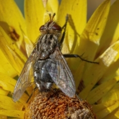 Cuphocera sp. (genus) (A bristle fly) at Acton, ACT - 14 Apr 2021 by WHall