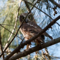 Ninox boobook at Bruce, ACT - 13 Apr 2021 04:16 PM