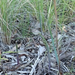 Calochilus platychilus at Cook, ACT - suppressed