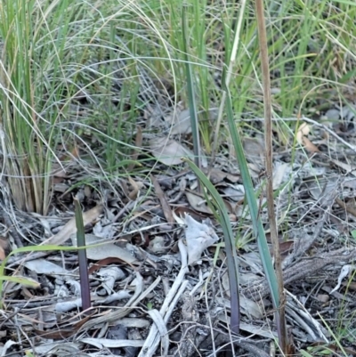 Calochilus platychilus (Purple Beard Orchid) at Cook, ACT - 15 Apr 2021 by CathB