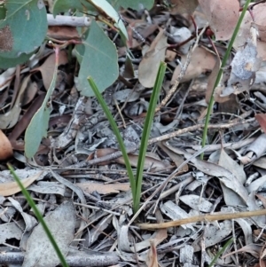 Diuris sulphurea at Cook, ACT - suppressed