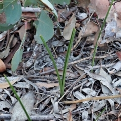 Diuris sulphurea (Tiger Orchid) at Mount Painter - 15 Apr 2021 by CathB