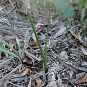 Diuris sulphurea at Cook, ACT - 15 Apr 2021