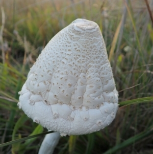 Macrolepiota sp. at Cook, ACT - 15 Apr 2021 05:16 PM