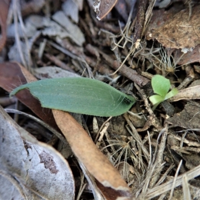 Glossodia major (Wax Lip Orchid) at Mount Painter - 15 Apr 2021 by CathB