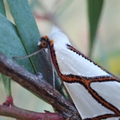 Thalaina clara (Clara's Satin Moth) at Mount Painter - 15 Apr 2021 by CathB
