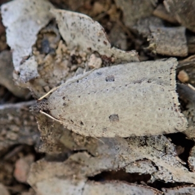 Meritastis polygraphana (Mottled Bell Moth) at Mount Painter - 15 Apr 2021 by CathB