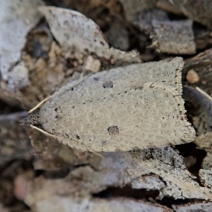 Meritastis polygraphana at Cook, ACT - 15 Apr 2021